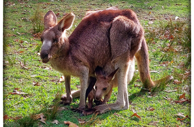 Argazki emanaldia: “Tasmania eta Zelanda Berria”. Urdaburuko ekitaldiak